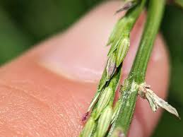 Image result for Digitaria pulchra