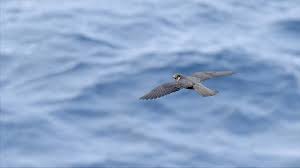 We did not find results for: Intermedes Nature Le Faucon D Eleonore France Terres Sauvages La Foret Lespas