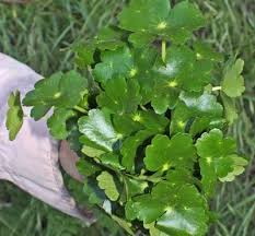Image result for Hydrocotyle ranunculoides