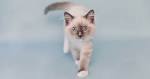 The 25 Most Popular Cat Breeds In The World ... - CatTime
