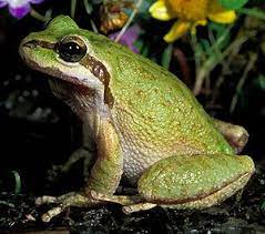 Welcome to reddit, the front page of the internet. Pacific Chorus Frog Sacramento Splash
