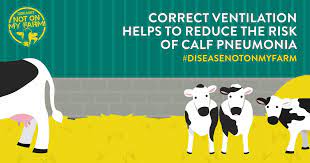 Calf Pneumonia