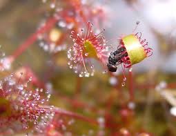 Site:example.com find submissions from example.com drosera burmannii flower. Drosera Simple English Wikipedia The Free Encyclopedia