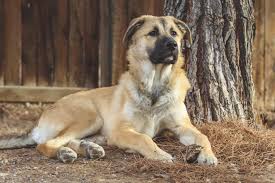 Additionally, k9ofmine.com participates in various other affiliate programs, and we sometimes get a commission through purchases made through our links. German Shepherd Great Pyrenees Mix 2021 Hybrid Cross Breed Dog