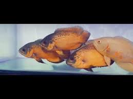 Ikan louhan yang stress dan ketakutan akan berubah menghitam belang hitam pucat. Oscar Paris Super Kwalitas 18 19 Cm Youtube Fish Pet Paris Pets
