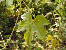 Image result for Ampelocissus abyssinica
