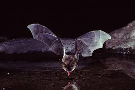 Birds On The Bat Forum Bat Drinking Water Bat Species Bat Bat Habitat