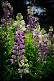 Image result for Lupinus mexicanus