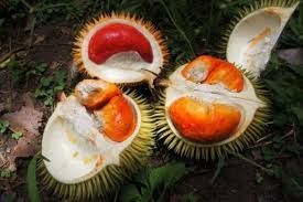 Nanang angien 25.761 views1 year ago. Gak Cuma Kuning Kini Daging Durian Ada Warna Merah Dan Oranye Lho