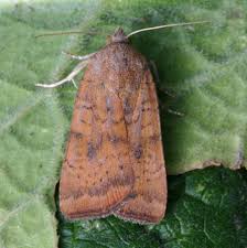 Image result for Noctua interjecta