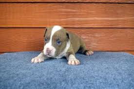 We have two male pit bull puppies and two female pit bull puppies for sale. Expertasia Bully Camp American Bully Dogs Chiang Mai Thailand
