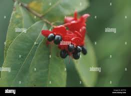 Image result for Ochna kirkii