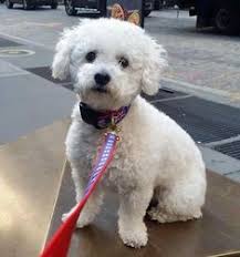 Bichon frise and poodle puppies in hawaii bichon frise and poodle puppies for families in hawaii sweetwater bichon frise and poodle puppies in hawaii to those of you who live in the hawaiian islands, we have had the pleasure of helping a local family bring their red poodle, ulanui, into your state. Violet The Bichon Fr Violet The Bichon Frise Poodle Mix Bichon Frise Puppy Bichon Frise Dogs Poodle Dog