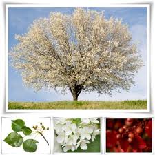 Buddleja set their buds on new wood. Incredibly Enchanting Facts About Bradford Pear Trees Gardenerdy