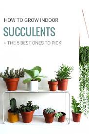 How To Grow Succulents Indoors My Favorite Ones Plants Succulents Medicinal Herbs Garden