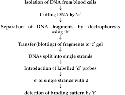 The Following Is The Flow Chart Highlighting The Step In Dna