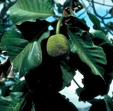 Image result for Artocarpus