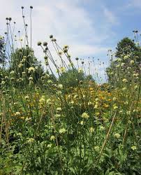 Image result for Cephalaria