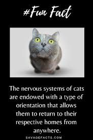 Fun facts about dogs 1. Amazing Facts About Cats Cat Facts Fun Facts Fun Facts About Cats
