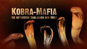 Kunstop » top 10 » top 10: Kobra Mafia Die Giftigsten Schlangen Der Welt Video Welt