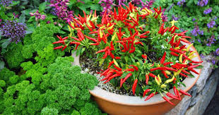 Chilis Uberwintern Und Selbst Befruchten Chili Pflanzen Chilli Pflanzen Gemusebeet