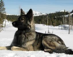 Shiloh shepherds are carefully selected for breeding and undergo thorough physical, genetic, and temperament testing prior to. International Shiloh Shepherd Dog Club Inc Issdc Breeders