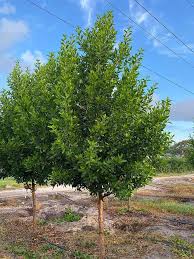 Image result for Conocarpus