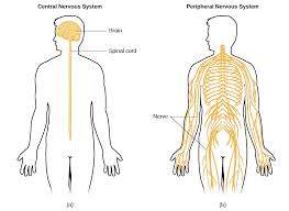 The Nervous System And Endocrine System Introduction To Psychology