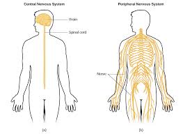 Digestive system of man diagram human nervous system structure and functions explained the central nervous system (cns) consists of the brain and the spinal cord, while the peripheral nervous system (pns) consists of sensory neurons, ganglia (clusters of neurons) and nerves. Parts Of The Nervous System Introduction To Psychology