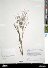 Image result for Anthericopsis sepalosa