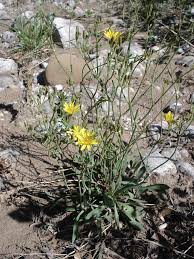 Image result for Dewildemania filifolia