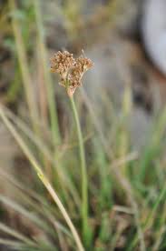 Image result for Cyperus obtusiflorus
