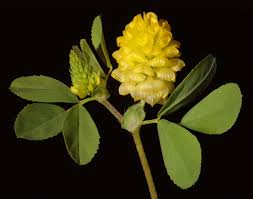 Image result for Trifolium campestre