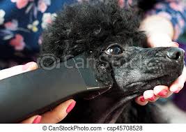 Haircut Of The Muzzle Of A Black Poodle