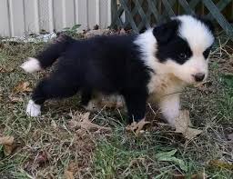A brilliant workaholic, the border collie or scottish sheepdog, is a herding livestock dog that uses the eye, stamina, and high energy to work in pastoral environments. Border Collie Puppies For Sale Colorado Springs Co 100910