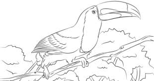 Check spelling or type a new query. Fischertukan Auf Einer Sitzstange Ausmalbild Free Printable Coloring Pages Coloring Pages Flamingo Coloring Page Free Printable Coloring Pages