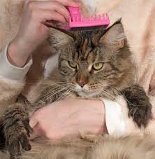 Gleichzeitig soll sie aber anhänglich und verschmust sein? Fellpflege Maine Coon Katzen Pflege Von Coonies Maine Coon Katze