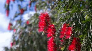 Bottlebrush plants (callistemon) brighten desert gardens with bristly red flowers. Bottlebrush Tree Amazing Care Secrets 101 Plantophiles
