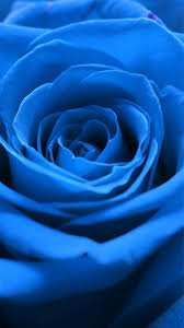 Blue rose hd wallpapers 7wallpapers net. 1080x1920 Blue Blue Rose Iphone Background 1080x1920 Wallpaper Teahub Io