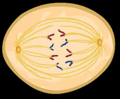 Cell division gizmo answer key : Https Www Explorelearning Com Index Cfm Method Cresource Dspview Resourceid 443