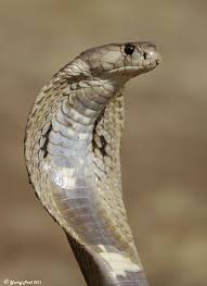 King By Yuvraj Patil 500px King Cobra Snake King Cobra Reptile Snakes