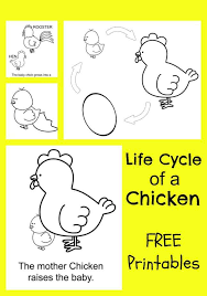 Church's fried chicken coupons printable. Chicken Life Cycle Free Printable Coloring Pages