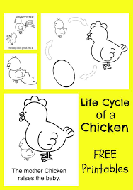 Maybe you would like to learn more about one of these? Chicken Life Cycle Free Printable Coloring Pages