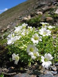 Image result for Cerastium