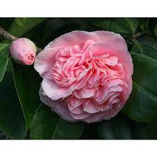 Konten ini akan memberikan gambar bunga yang cantik seperti bunga mawar, melati, hingga camelia. Bibit Bunga Camelia Pink Terbaru Agustus 2021 Harga Murah Kualitas Terjamin Blibli