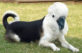 Maybe you would like to learn more about one of these? What Happens When Dogs Meet Birds In Photoshop Dirds A New Digitally Created Animal Species