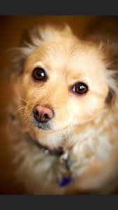 Luna, Nala, Balu und Milo