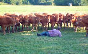Trouvez des images de stock de vache limousine regardant la caméra dans en hd et des millions d'autres photos, illustrations et images vectorielles de stock libres de droits dans la collection shutterstock. Earl Coudert