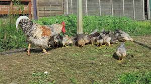 We did not find results for: Kuken Sieben Wochen Alt Zeit Des Freien Ausgangs Bielefelder Kennhuhn Youtube