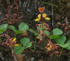 Image result for Rhynchosia caribaea